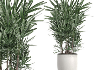 decorative palm in a white flowerpot 521 3D 模型