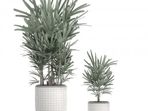 decorative palm in a white flowerpot 521 3D 模型
