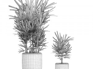 decorative palm in a white flowerpot 521 3D 模型