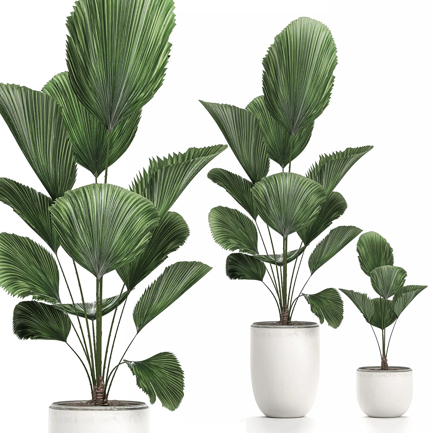 decorative licuala palm in a white flowerpot 522 3D Model .c4d .max .obj .3ds .fbx .stl .blend