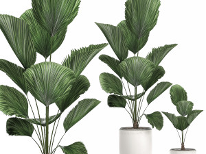 decorative licuala palm in a white flowerpot 522 3D Model
