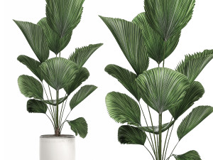 decorative licuala palm in a white flowerpot 522 3D मॉडल