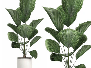 decorative licuala palm in a white flowerpot 522 3D Model