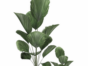 decorative licuala palm in a white flowerpot 522 3D मॉडल