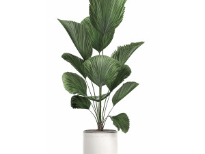 decorative licuala palm in a white flowerpot 522 3D मॉडल