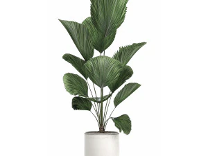 decorative licuala palm in a white flowerpot 522 3D Model