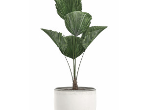 decorative licuala palm in a white flowerpot 522 3D मॉडल