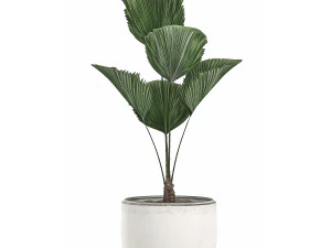 decorative licuala palm in a white flowerpot 522 3D Model