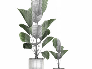 decorative licuala palm in a white flowerpot 522 3D मॉडल
