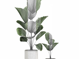 decorative licuala palm in a white flowerpot 522 3D Model