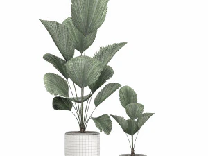 decorative licuala palm in a white flowerpot 522 3D Model