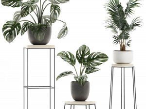 decorative plants in pots on a stand for the interior 523 3D-Modell