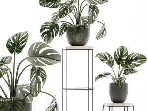 decorative plants in pots on a stand for the interior 523 3D-Modell