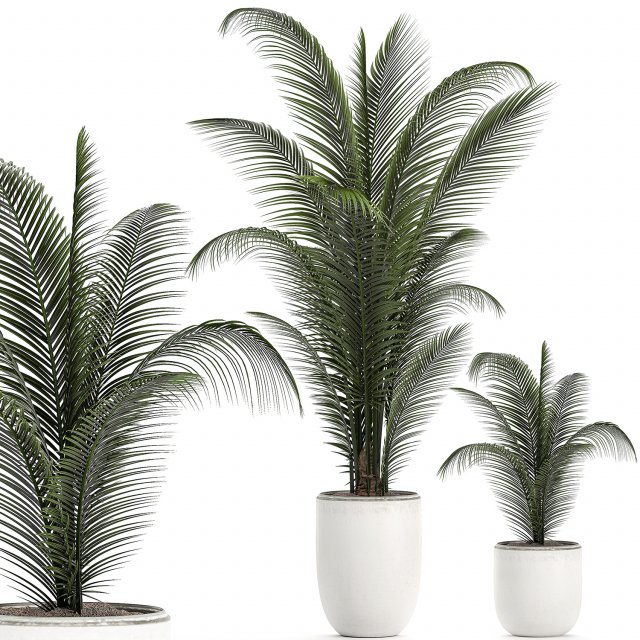 decorative palm in a white flowerpot 524 Model 3D .c4d .max .obj .3ds .fbx .stl .blend