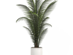 decorative palm in a white flowerpot 524 Model 3D