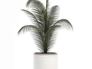 decorative palm in a white flowerpot 524 Model 3D