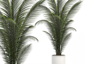 decorative palm in a white flowerpot 524 Model 3D
