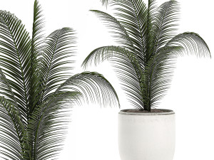 decorative palm in a white flowerpot 524 Model 3D