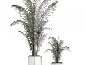 decorative palm in a white flowerpot 524 Model 3D