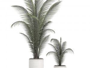decorative palm in a white flowerpot 524 Model 3D