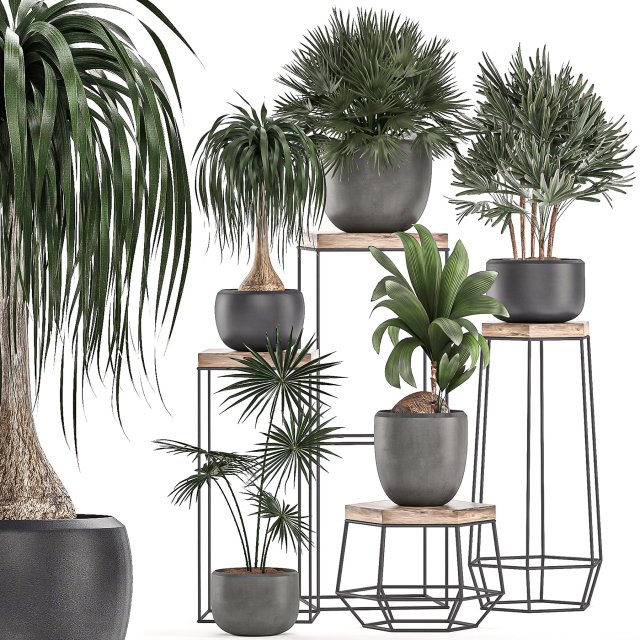 decorative plants in pots on a stand for the interior 525 3D Модель .c4d .max .obj .3ds .fbx .stl .blend