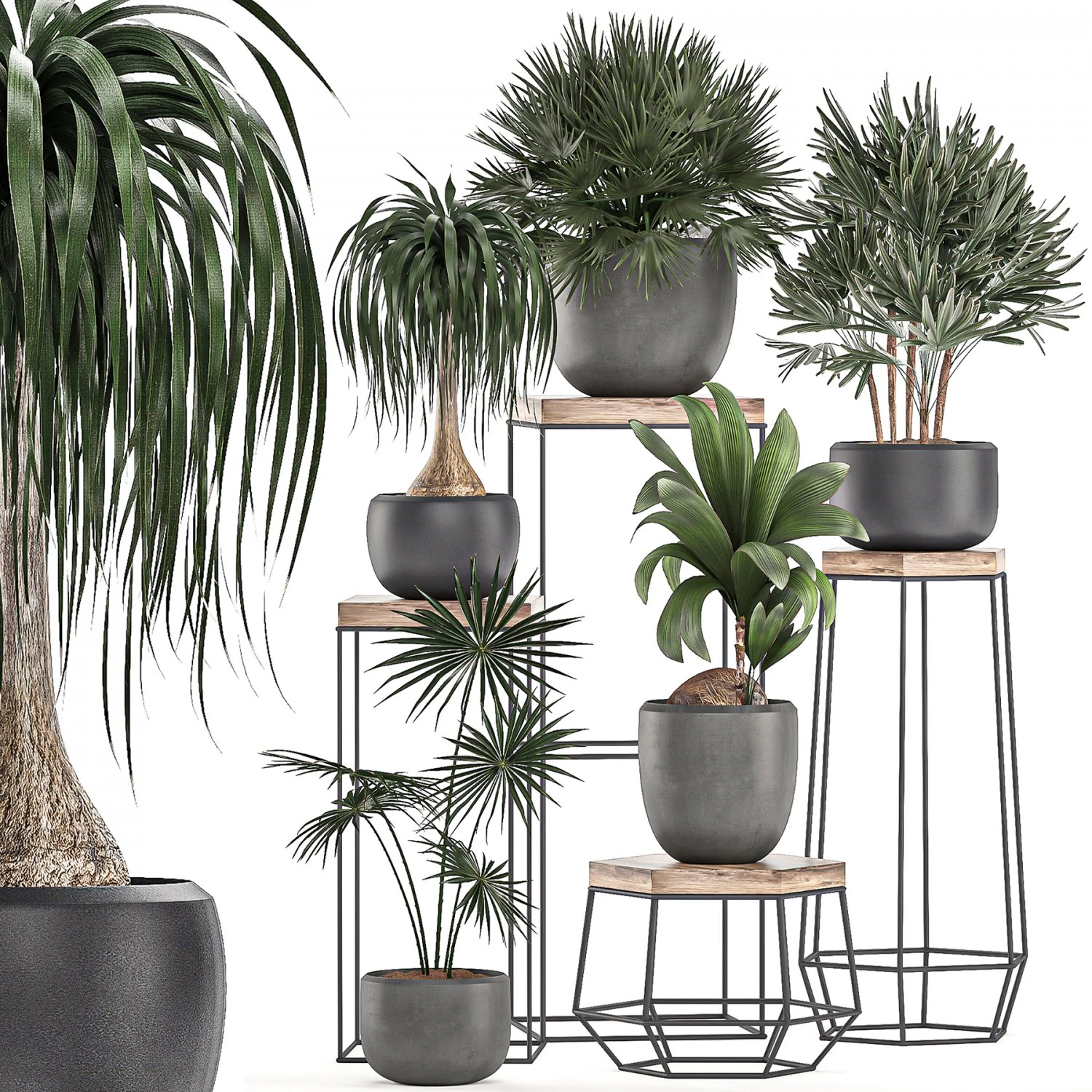 decorative plants in pots on a stand for the interior 525 3D Model .c4d .max .obj .3ds .fbx .stl .blend 