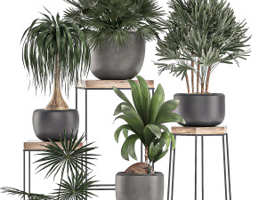 decorative plants in pots on a stand for the interior 525 3D Модель