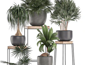 decorative plants in pots on a stand for the interior 525 3D Model