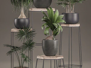 decorative plants in pots on a stand for the interior 525 3D Model