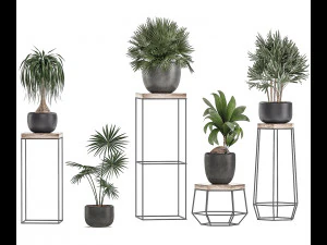 decorative plants in pots on a stand for the interior 525 3D Model