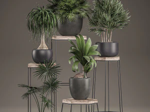 decorative plants in pots on a stand for the interior 525 3D Model