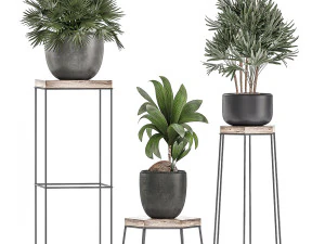 decorative plants in pots on a stand for the interior 525 3D Model