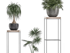 decorative plants in pots on a stand for the interior 525 3D Модель