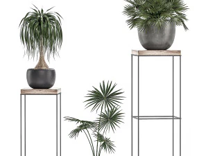 decorative plants in pots on a stand for the interior 525 3D Model