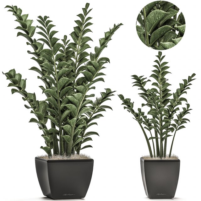 zamioculcas in pots on a stand for the interior 527 3D Model .c4d .max .obj .3ds .fbx .stl .blend 