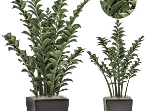 zamioculcas in pots on a stand for the interior 527 3Dモデル