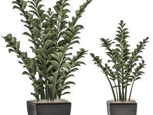 zamioculcas in pots on a stand for the interior 527 3D Model