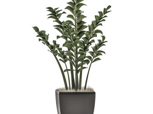 zamioculcas in pots on a stand for the interior 527 3D Model