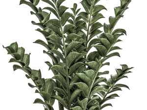 zamioculcas in pots on a stand for the interior 527 3D Model