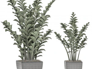 zamioculcas in pots on a stand for the interior 527 3D Model
