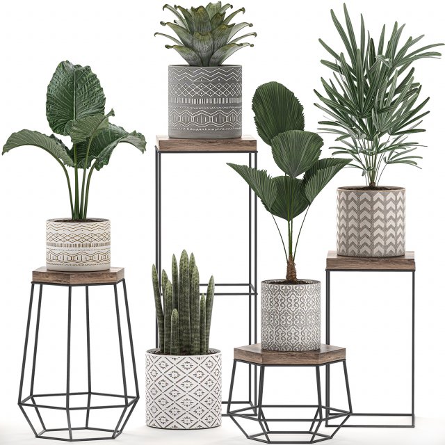 decorative plants in pots on a stand for the interior 528 Model 3D .c4d .max .obj .3ds .fbx .stl .blend 
