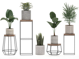 decorative plants in pots on a stand for the interior 528 Model 3D