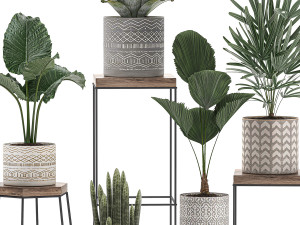 decorative plants in pots on a stand for the interior 528 Model 3D