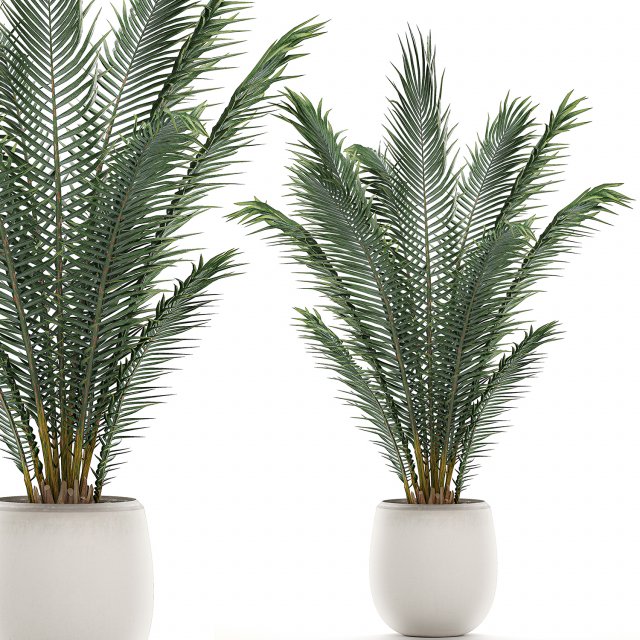 decorative palm in a white flowerpot for interior design 531 3D Model .c4d .max .obj .3ds .fbx .stl .blend 