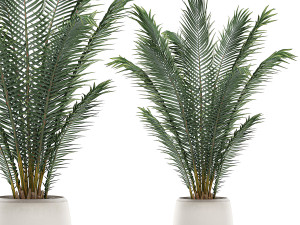 decorative palm in a white flowerpot for interior design 531 3D 모델