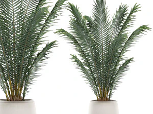 decorative palm in a white flowerpot for interior design 531 3D Model