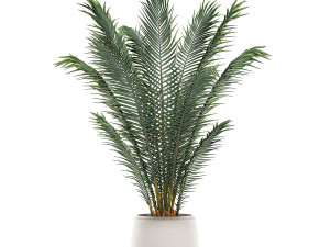 decorative palm in a white flowerpot for interior design 531 3D Model