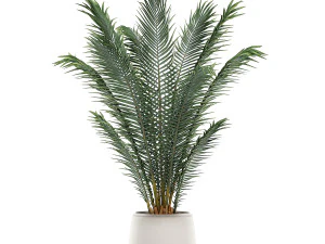 decorative palm in a white flowerpot for interior design 531 3D Model