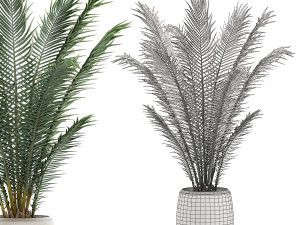 decorative palm in a white flowerpot for interior design 531 3D Model