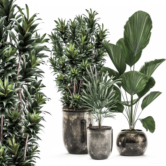 decorative plants in a flowerpot for interior design 532 3D Модель .c4d .max .obj .3ds .fbx .stl .blend 